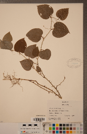  (Smilax rotundifolia - CCDB-18296-C04)  @11 [ ] Copyright (2015) Deb Metsger Royal Ontario Museum