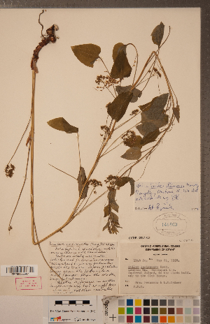  (Smilax illinoensis - CCDB-18296-G05)  @11 [ ] Copyright (2015) Deb Metsger Royal Ontario Museum