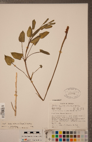  (Smilax ecirrata - CCDB-18296-E05)  @11 [ ] Copyright (2015) Deb Metsger Royal Ontario Museum
