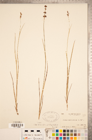  (Juncus saximontanus - CCDB-18296-C08)  @11 [ ] Copyright (2015) Deb Metsger Royal Ontario Museum