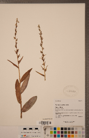  (Platanthera stricta - CCDB-18296-A11)  @11 [ ] Copyright (2015) Deb Metsger Royal Ontario Museum