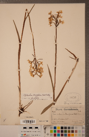  (Platanthera leucophaea - CCDB-18296-H12)  @11 [ ] Copyright (2015) Deb Metsger Royal Ontario Museum