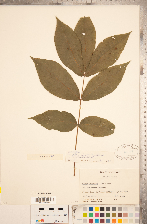  (Carya tomentosa - CCDB-18297-E02)  @11 [ ] Copyright (2015) Deb Metsger Royal Ontario Museum