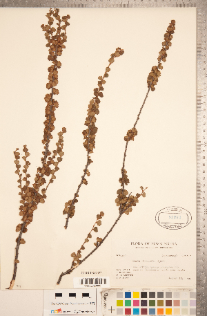  (Betula michauxii - CCDB-18297-D07)  @11 [ ] Copyright (2015) Deb Metsger Royal Ontario Museum