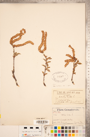  (Betula lenta - CCDB-18297-C07)  @11 [ ] Copyright (2015) Deb Metsger Royal Ontario Museum