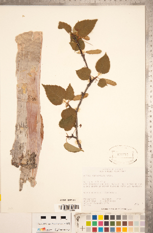  (Betula cordifolia - CCDB-18297-H08)  @11 [ ] Copyright (2015) Deb Metsger Royal Ontario Museum