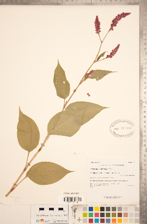  (Persicaria orientalis - CCDB-18297-E11)  @11 [ ] Copyright (2015) Deb Metsger Royal Ontario Museum