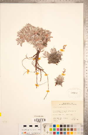  (Eriogonum androsaceum - CCDB-18297-D11)  @11 [ ] Copyright (2015) Deb Metsger Royal Ontario Museum