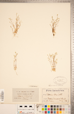  ( - CCDB-18302-C01)  @11 [ ] Copyright (2015) Deb Metsger Royal Ontario Museum
