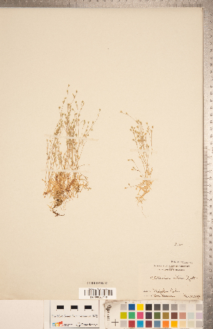  ( - CCDB-18302-B01)  @11 [ ] Copyright (2015) Deb Metsger Royal Ontario Museum