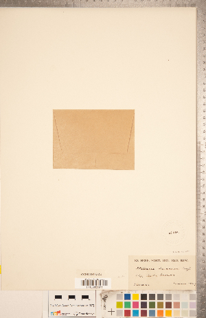  (Stellaria dicranoides - CCDB-18302-A01)  @11 [ ] Copyright (2015) Deb Metsger Royal Ontario Museum