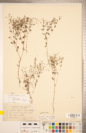  (Paronychia canadensis - CCDB-18302-B04)  @11 [ ] Copyright (2015) Deb Metsger Royal Ontario Museum