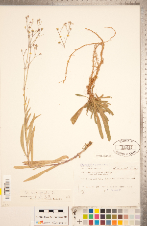  ( - CCDB-18302-H05)  @11 [ ] Copyright (2015) Deb Metsger Royal Ontario Museum