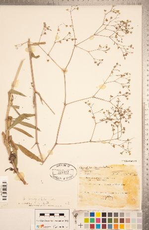  ( - CCDB-18302-G05)  @11 [ ] Copyright (2015) Deb Metsger Royal Ontario Museum