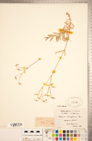  (Cerastium velutinum var. velutinum - CCDB-18302-B05)  @11 [ ] Copyright (2015) Deb Metsger Royal Ontario Museum