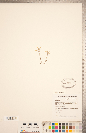  (Cerastium brachypodum - CCDB-18302-A05)  @11 [ ] Copyright (2015) Deb Metsger Royal Ontario Museum