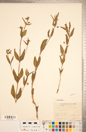  (Mirabilis albida - CCDB-18302-A06)  @11 [ ] Copyright (2015) Deb Metsger Royal Ontario Museum