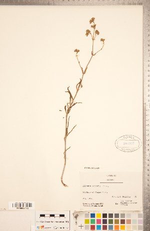  (Mirabilis linearis var. linearis - CCDB-18302-H07)  @11 [ ] Copyright (2015) Deb Metsger Royal Ontario Museum