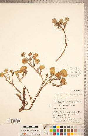  (Abronia latifolia - CCDB-18302-F07)  @11 [ ] Copyright (2015) Deb Metsger Royal Ontario Museum