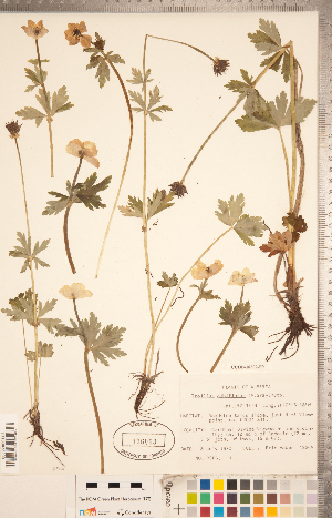  (Trollius albiflorus - CCDB-18302-F09)  @11 [ ] Copyright (2015) Deb Metsger Royal Ontario Museum