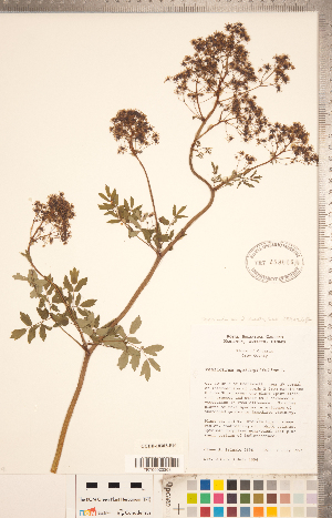  (Thalictrum aquilegiifolium - CCDB-18302-F10)  @11 [ ] Copyright (2015) Deb Metsger Royal Ontario Museum