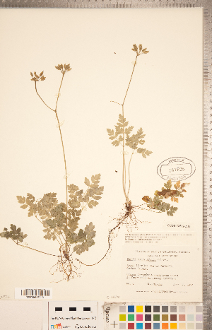  (Coptis aspleniifolia - CCDB-18302-A10)  @11 [ ] Copyright (2015) Deb Metsger Royal Ontario Museum