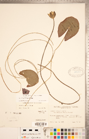  (Nymphaea leibergii - CCDB-18302-A11)  @11 [ ] Copyright (2015) Deb Metsger Royal Ontario Museum