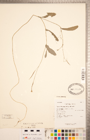  (Conringia orientalis - CCDB-18304-G02)  @11 [ ] Copyright (2015) Deb Metsger Royal Ontario Museum