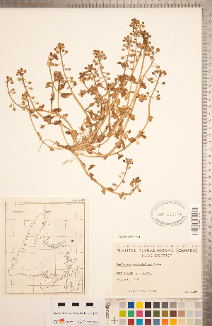  (Cochlearia tridactylites - CCDB-18304-C02)  @11 [ ] Copyright (2015) Deb Metsger Royal Ontario Museum