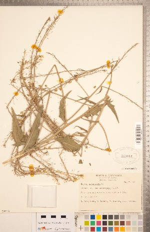  (Bunias orientalis - CCDB-18304-C04)  @11 [ ] Copyright (2015) Deb Metsger Royal Ontario Museum