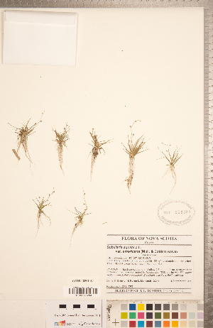  (Subularia - CCDB-18304-A07)  @11 [ ] Copyright (2015) Deb Metsger Royal Ontario Museum