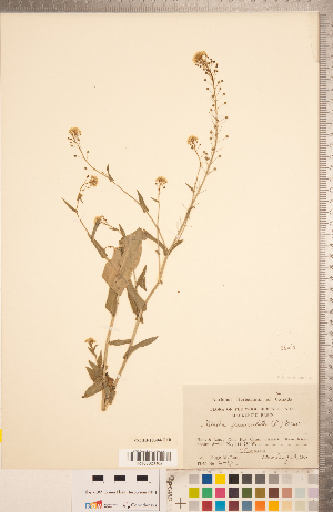  (Neslia paniculata - CCDB-18304-G10)  @11 [ ] Copyright (2015) Deb Metsger Royal Ontario Museum