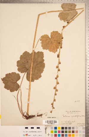  ( - CCDB-18313-E02)  @11 [ ] Copyright (2015) Deb Metsger Royal Ontario Museum