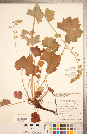  ( - CCDB-18313-C02)  @11 [ ] Copyright (2015) Deb Metsger Royal Ontario Museum
