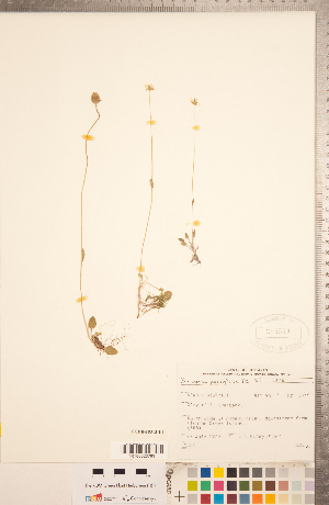  (Parnassia parviflora - CCDB-18313-E04)  @11 [ ] Copyright (2015) Deb Metsger Royal Ontario Museum