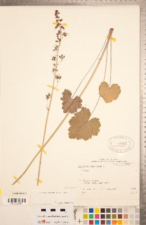  ( - CCDB-18313-C06)  @11 [ ] Copyright (2015) Deb Metsger Royal Ontario Museum