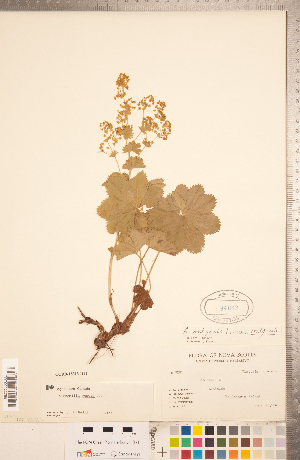  (Alchemilla venosa - CCDB-18313-D11)  @11 [ ] Copyright (2015) Deb Metsger Royal Ontario Museum