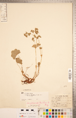  (Alchemilla filicaulis subsp. filicaulis - CCDB-18313-G12)  @11 [ ] Copyright (2015) Deb Metsger Royal Ontario Museum