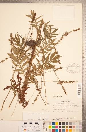  ( - CCDB-18317-H01)  @11 [ ] Copyright (2015) Deb Metsger Royal Ontario Museum