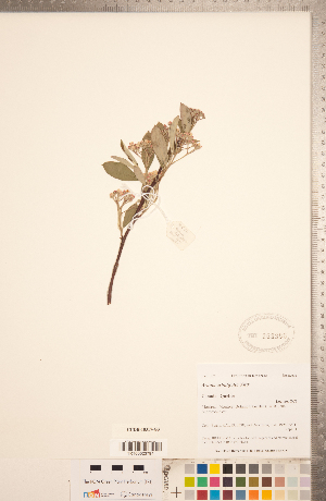  (Aronia arbutifolia - CCDB-18317-G03)  @11 [ ] Copyright (2015) Deb Metsger Royal Ontario Museum