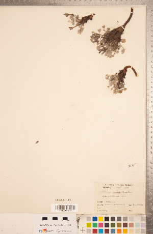  (Potentilla concinna - CCDB-18317-C05)  @11 [ ] Copyright (2015) Deb Metsger Royal Ontario Museum