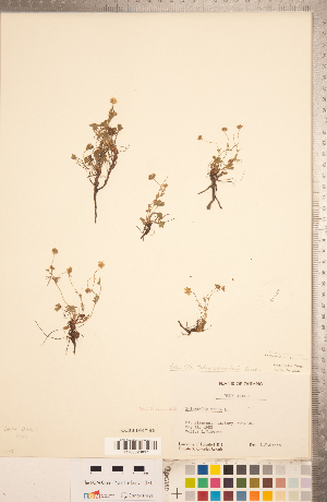  (Potentilla verna - CCDB-18317-H06)  @11 [ ] Copyright (2015) Deb Metsger Royal Ontario Museum