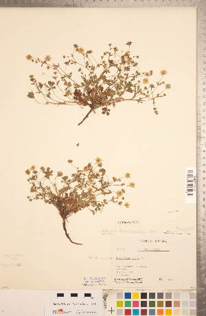  (Potentilla verna - CCDB-18317-G06)  @11 [ ] Copyright (2015) Deb Metsger Royal Ontario Museum