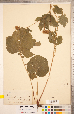  ( - CCDB-18317-A07)  @11 [ ] Copyright (2015) Deb Metsger Royal Ontario Museum