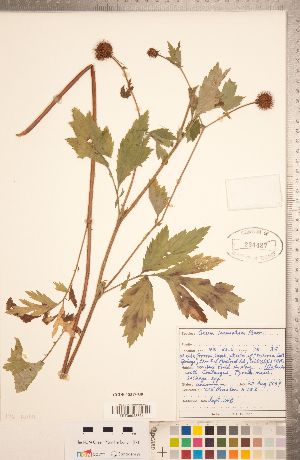  ( - CCDB-18317-G08)  @11 [ ] Copyright (2015) Deb Metsger Royal Ontario Museum