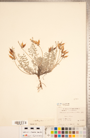  ( - CCDB-20330-H01)  @11 [ ] Copyright (2015) Deb Metsger Royal Ontario Museum