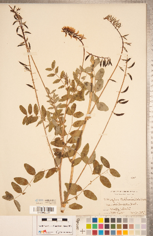  ( - CCDB-20330-B01)  @11 [ ] Copyright (2015) Deb Metsger Royal Ontario Museum