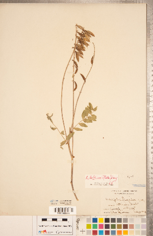  ( - CCDB-20330-A01)  @11 [ ] Copyright (2015) Deb Metsger Royal Ontario Museum