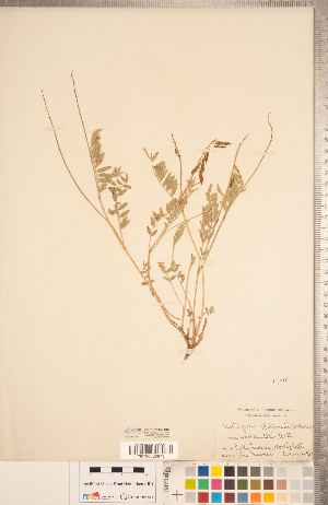  ( - CCDB-20330-H02)  @11 [ ] Copyright (2015) Deb Metsger Royal Ontario Museum