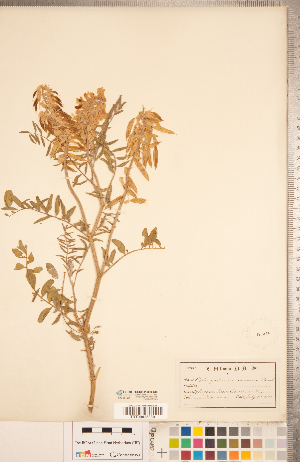  ( - CCDB-20330-G02)  @11 [ ] Copyright (2015) Deb Metsger Royal Ontario Museum